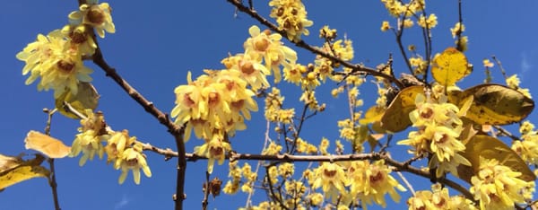 Il fiore d’inverno