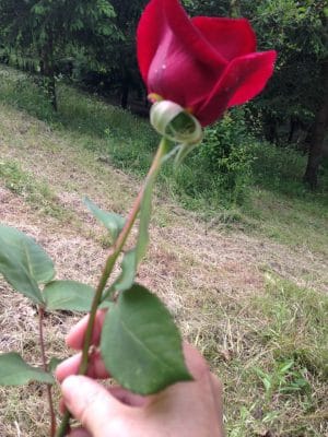 Ciao mamma